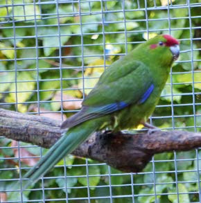 Meet the Kakariki Gang