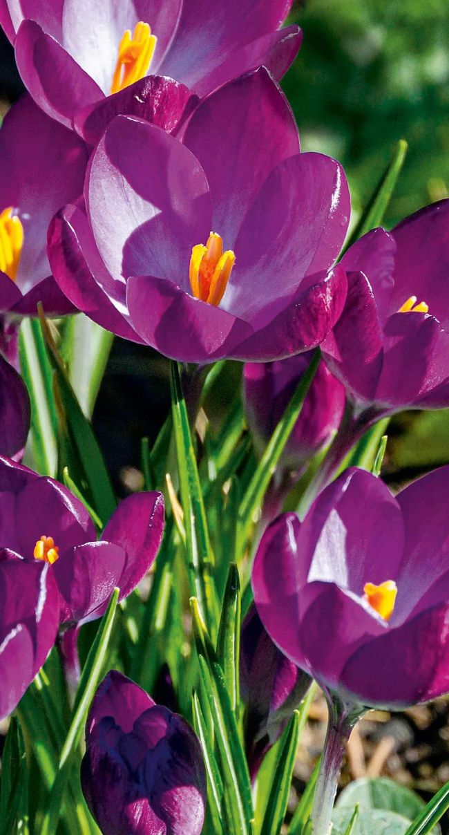 Spring Harmony 100 FREE* Spring Harmony Bulb Collection for every reader | BBC ...