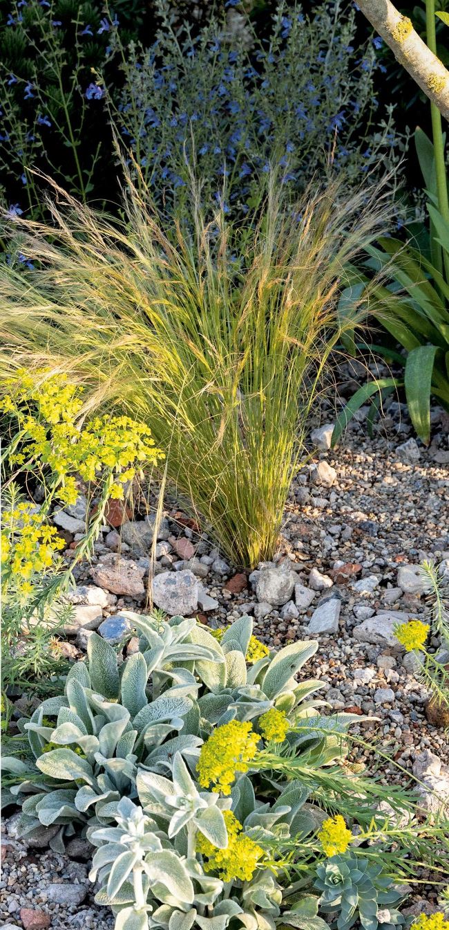 Resilient plants for dry gardens