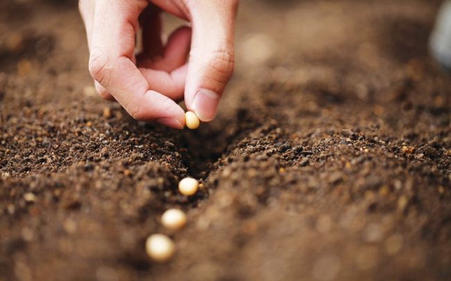 PLANTING 1.01