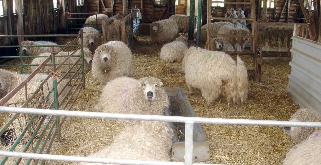 COUNTING SHEEP