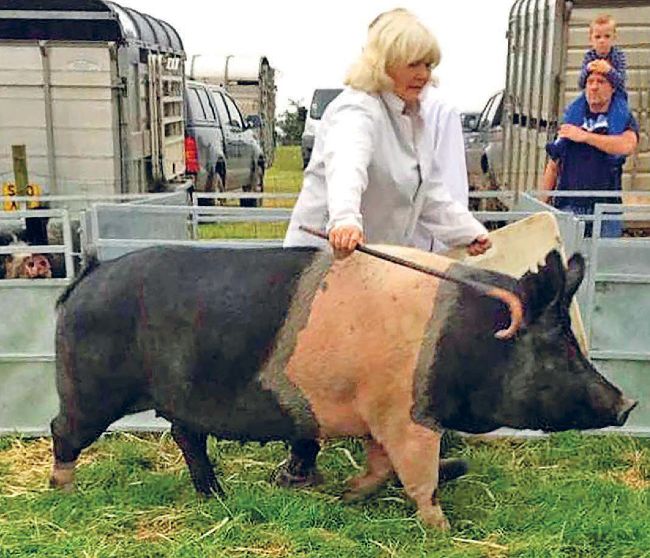 HAPPY WITH Hampshires