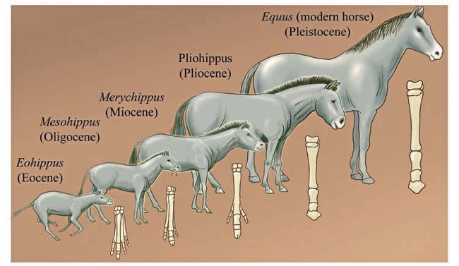 What makes and breaks our horses?