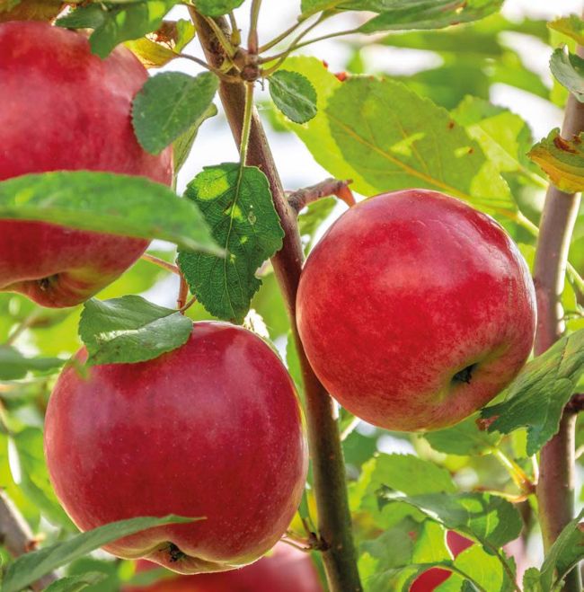 TOP 10 FRUITS FOR BEGINNERS