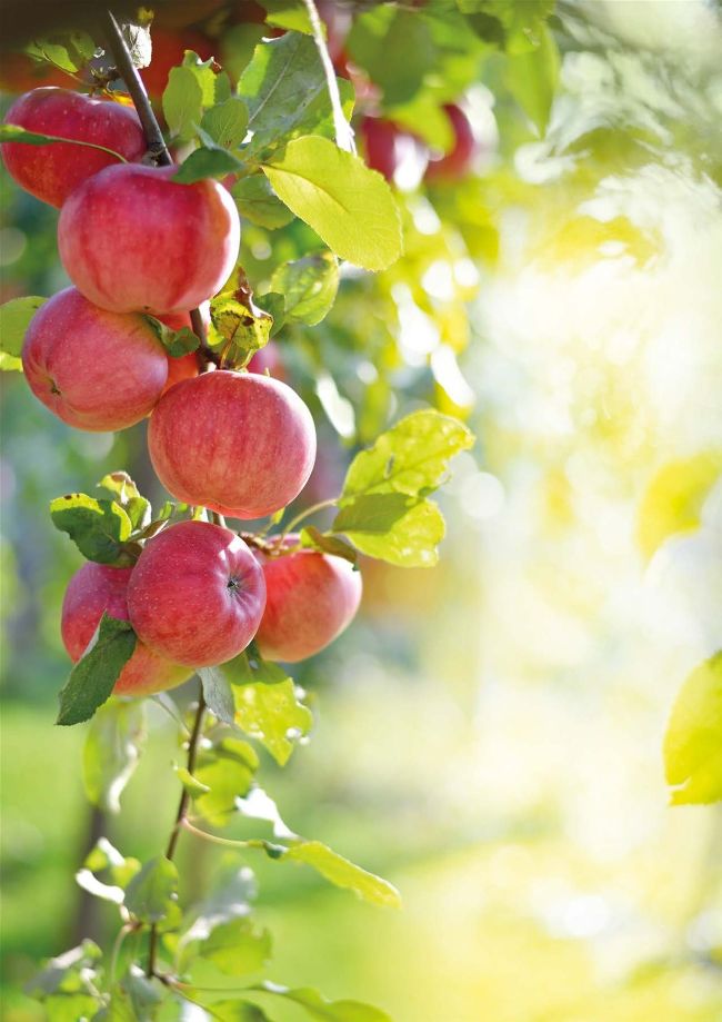 YOUR BEST EVER APPLES