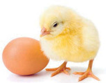 WHY FIT A FAN IN AN INCUBATOR?