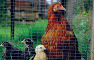 BIOSECURITY