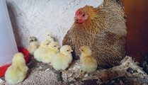 HOME HATCHING