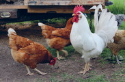 Free-range