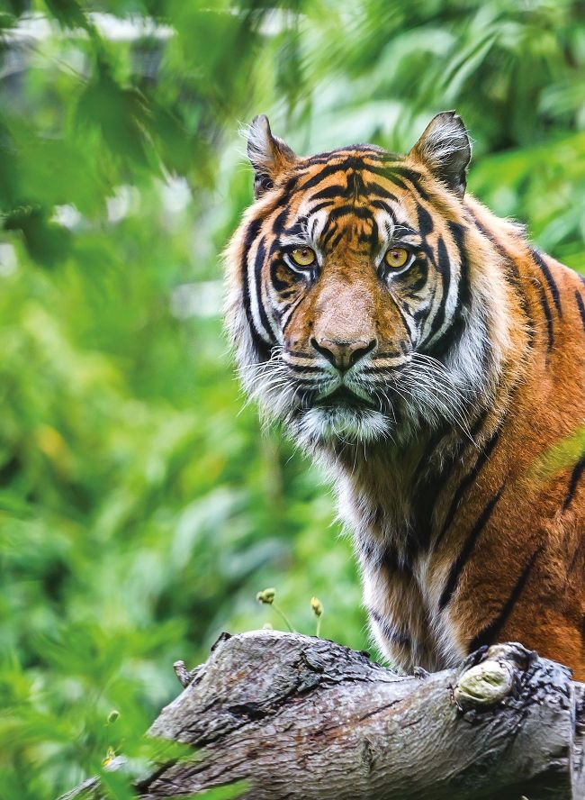 How do we know the number of tigers left in the wild?