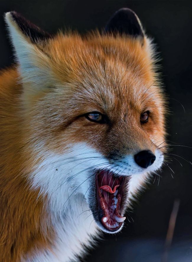 Tales from the ARCTIC