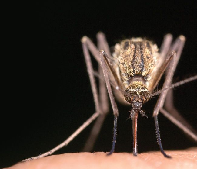West Nile WATCH
