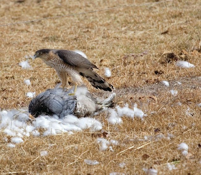 Birds of Prey
