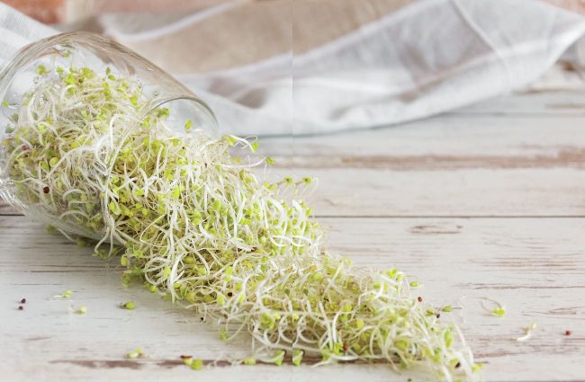 Sprout It Out Loud