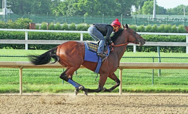 50 UNFORGETTABLE HORSES