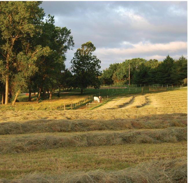 My Paddock Paradise Journey
