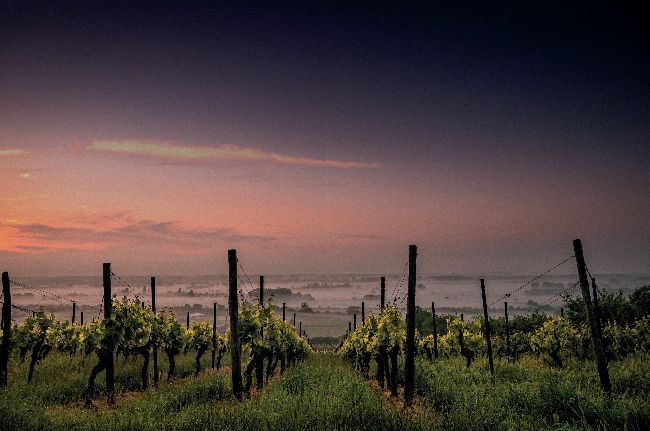 I HEARD IT THROUGH THE GRAPEVINE