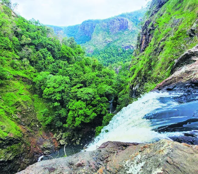 Dramatic aerial view of Wallaman Falls cascading through a steep rocky gorge surrounded by dense green rainforest in Girringun National Park.