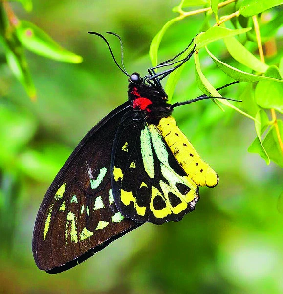 A brilliantly coloured Cairns birdwing butterfly with black and yellow wings resting on green tropical foliage.