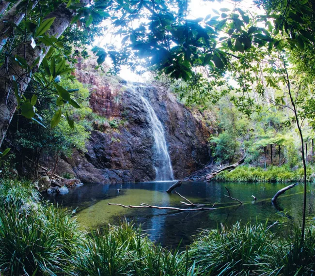A tranquil waterfall cascades into a lush green pool surrounded by rainforest vegetation and fallen logs.