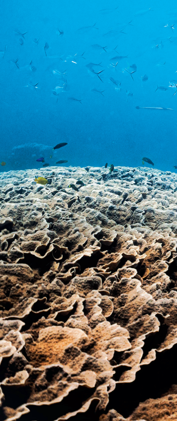 Underwater close-up of layered coral formations on the Ningaloo Reef, with fish visible in the blue water above.
