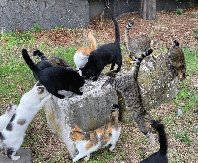 CATS of ROME | Italia! Jun/Jul 2026