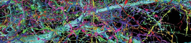 The Search for Consciousness
